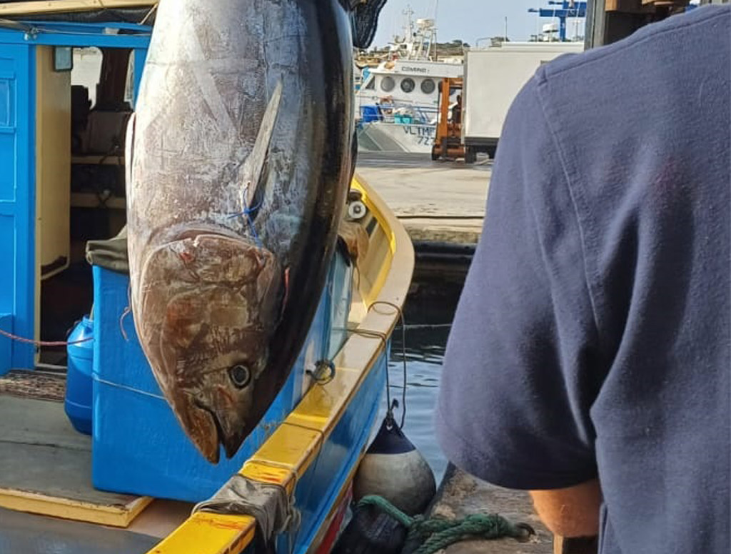 Tuna Season MID MAIN 2M